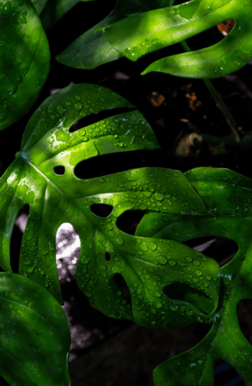 Rhaphidophora tetrasperma leaves water drops