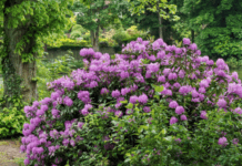 Getting To Know The Rhododendron: 5 Practical Tips On Growing Rhododendron Rhododendron