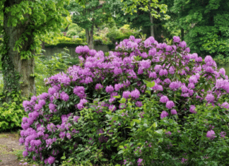 Getting To Know The Rhododendron: 5 Practical Tips On Growing Rhododendron Rhododendron