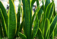 Snake Plant Soil: 3 Safe Methods Of Propagating Dracaena Trifasciata Snake Plant