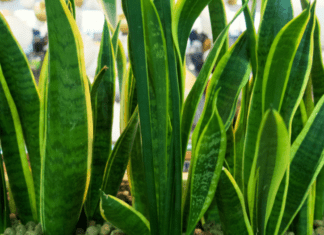 Snake Plant Soil: 3 Safe Methods Of Propagating Dracaena Trifasciata Snake Plant