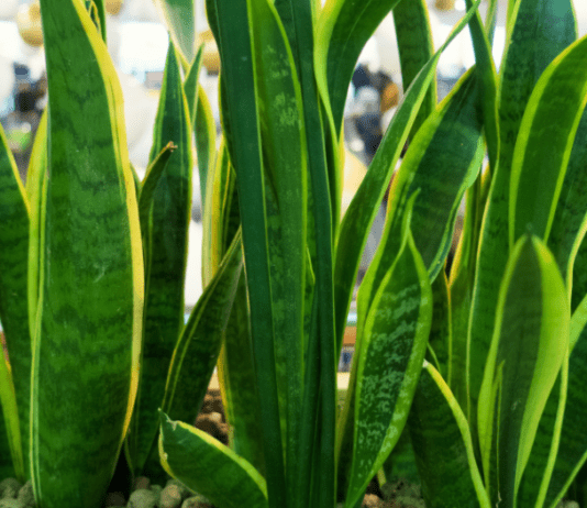 Snake Plant Soil: 3 Safe Methods Of Propagating Dracaena Trifasciata Snake Plant