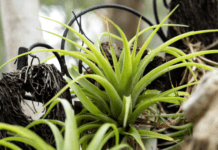 Tillandsia Bulbosa – Bulbous Air Plant Tillandsia bulbosa