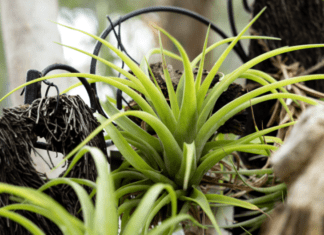 Tillandsia Bulbosa – Bulbous Air Plant Tillandsia bulbosa