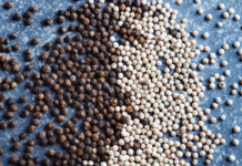White Pepper vs Black Pepper Plus White Pepper Substitutes White pepper vs Black pepper