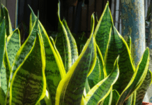 Dracaena Trifasciata: 3 Ways To Propagate A Snake Plant And Make Your New Plant Thrive dracaena trifasciata