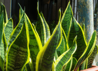 Dracaena Trifasciata: 3 Ways To Propagate A Snake Plant And Make Your New Plant Thrive dracaena trifasciata