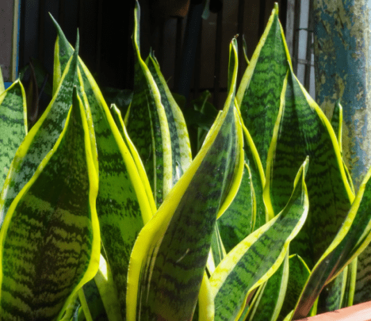 Dracaena Trifasciata: 3 Ways To Propagate A Snake Plant And Make Your New Plant Thrive dracaena trifasciata