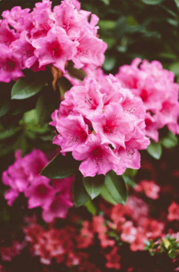rhododendron vertical