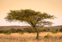 Acacia Wood Tree Information Plus 1 Exclusive Acacia Tree Acacia Wood