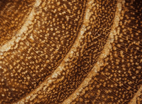 Acacia wood texture