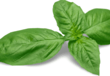 Basil Leaf And 6 Amazing Health Benefits Basil Leaf