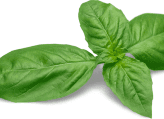 Basil Leaf And 6 Amazing Health Benefits Basil Leaf