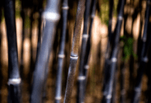 Black Bamboo And Bamboo Growing Information Black Bamboo