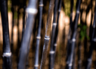 Black Bamboo And Bamboo Growing Information Black Bamboo