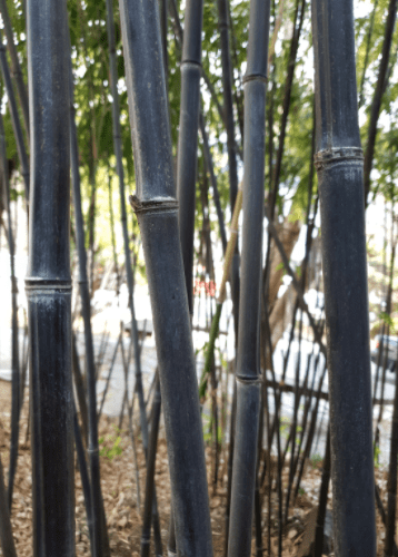 Black Bamboo Vertical