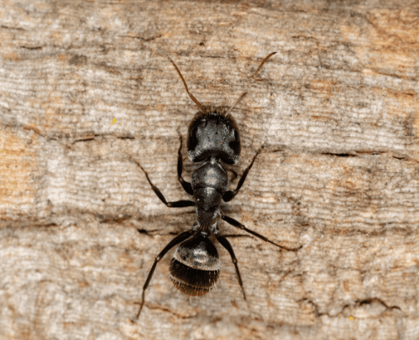 Carpenter Ants How To Get Rid Of The Pests