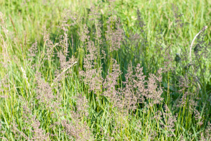 Creeping bentgrass (Agrostis palustris)