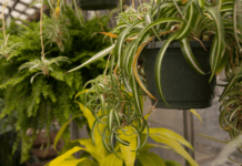 Curly Spider Plant And 6 Frequently Asked Questions Curly Spider Plant