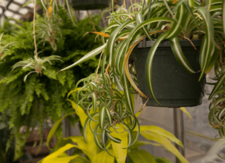 Curly Spider Plant And 6 Frequently Asked Questions Curly Spider Plant