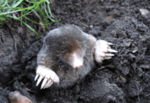 Do Moles Hibernate? – How About Sneaky Gophers Too? Do Moles Hibernate