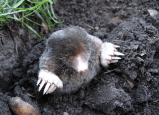 Do Moles Hibernate? – How About Sneaky Gophers Too? Do Moles Hibernate