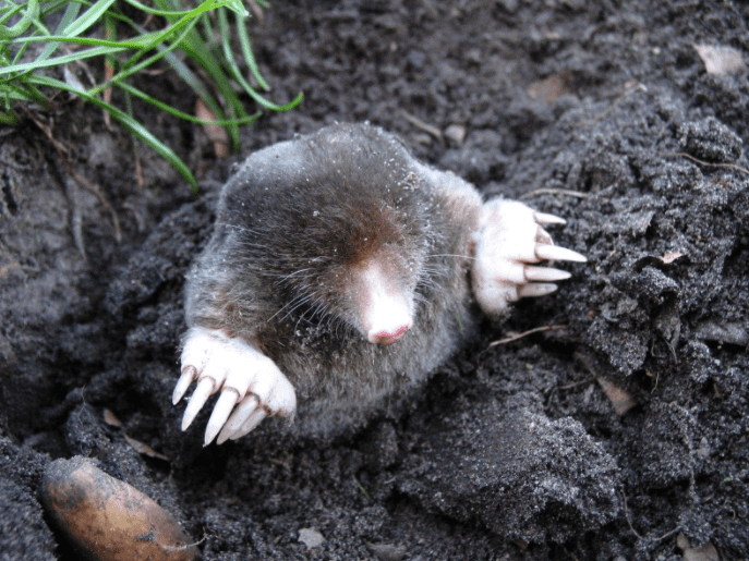 Do Moles Hibernate