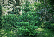 Evergreen Landscaping: DIY Evergreen Landscaping Evergreen Landscaping