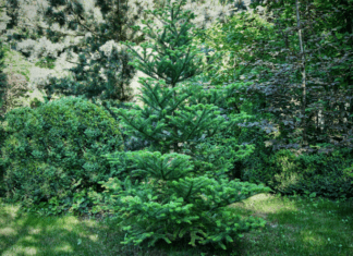 Evergreen Landscaping: DIY Evergreen Landscaping Evergreen Landscaping