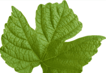 Grape Leaf Uses And How To Preserve Grape Leaves Grape Leaf