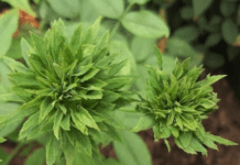 The Green Rose History And Growing Information Green Rose