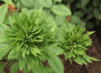 The Green Rose History And Growing Information Green Rose