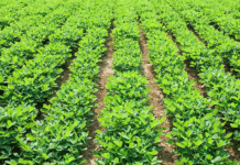 How Do Peanuts Grow And How To Grow Your Own Peanuts How Do Peanuts Grow