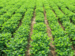 How to Grow Peanuts in Your Home Garden (2026 Guide) How Do Peanuts Grow