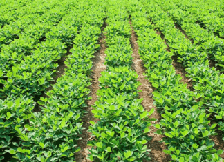 How Do Peanuts Grow And How To Grow Your Own Peanuts How Do Peanuts Grow