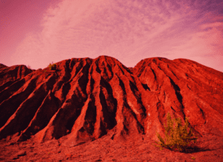 How Long Does It Take For A Tree To Grow How Long Does It Take For A Tree To Grow In Space