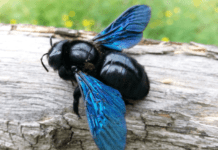 How To Get Rid Of Carpenter Bees And Carpenter Ants How To Get Rid Of Carpenter Bees