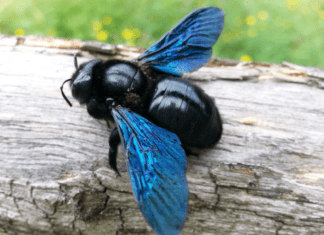 How To Get Rid Of Carpenter Bees And Carpenter Ants How To Get Rid Of Carpenter Bees