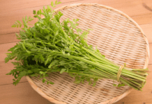 Mitsuba: Japanese Parsley Growing Plus 1 Delicious Recipe Japanese Parsley