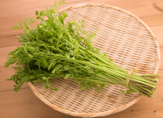Mitsuba: Japanese Parsley Growing Plus 1 Delicious Recipe Japanese Parsley