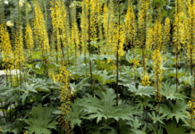 Ligularia Plant: What Is It And How To Grow Ligularia Ragwort Flower Ligularia