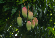 How To Grow Mango Tree At Home In 4 Easy Steps Mango Tree