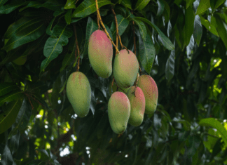 How To Grow Mango Tree At Home In 4 Easy Steps Mango Tree