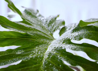 Philodendron Selloum: Plant Profile And Interesting Story Philodendron Selloum