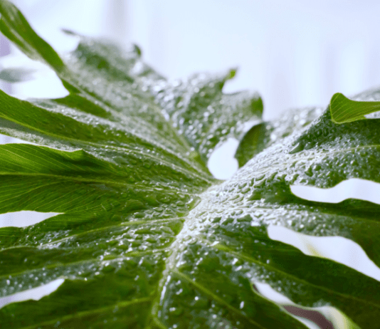 Philodendron Selloum: Plant Profile And Interesting Story Philodendron Selloum