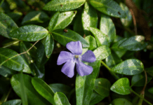 Vinca Vine Indoors Wintering Is Easy And Requires Minimum Maintenance Vinca Vine