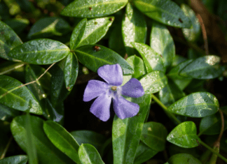 Vinca Vine Indoors Wintering Is Easy And Requires Minimum Maintenance Vinca Vine