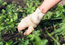 Weeds That Look Like Grass: 3 Top Weeds Deadly To Your Turf Weeds That Look Like Grass