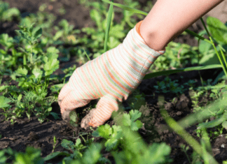 Weeds That Look Like Grass: 3 Top Weeds Deadly To Your Turf Weeds That Look Like Grass