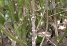 White Mold: 7 Proactive Care Tips For Soybean White Mold Control White Mold Soybean